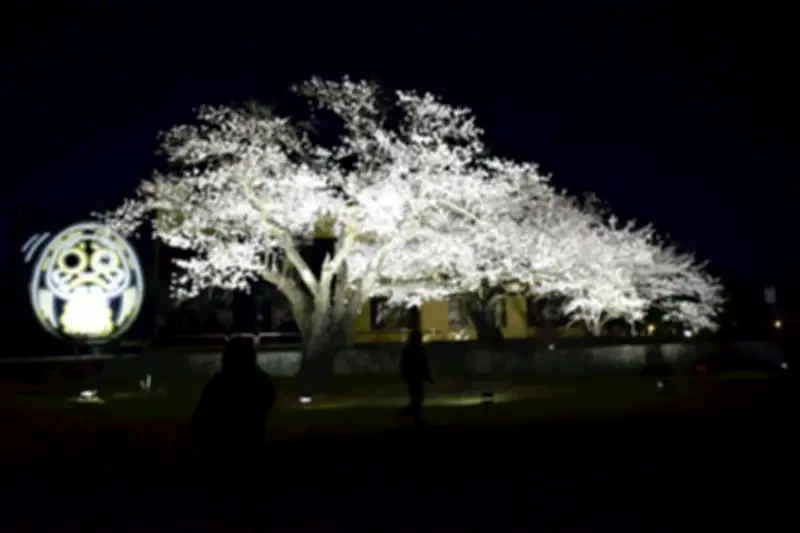 旧双葉町図書館前のソメイヨシノ、最後のライトアップで静かに照らされる