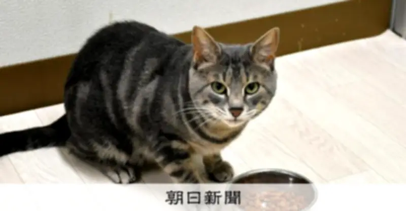 ネコがエサを残す謎を解明 岩手大学研究、食欲の鍵は「匂いの変化」にあり