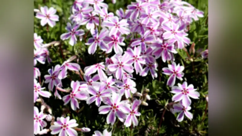 佐賀県神埼市の棚田でシバザクラが満開、豪雨からの復興の象徴に