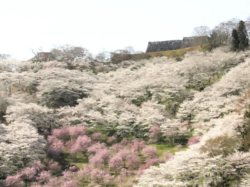 福島県の新たな観光戦略、地元食材と伝統文化を活用した体験型ツアーを展開