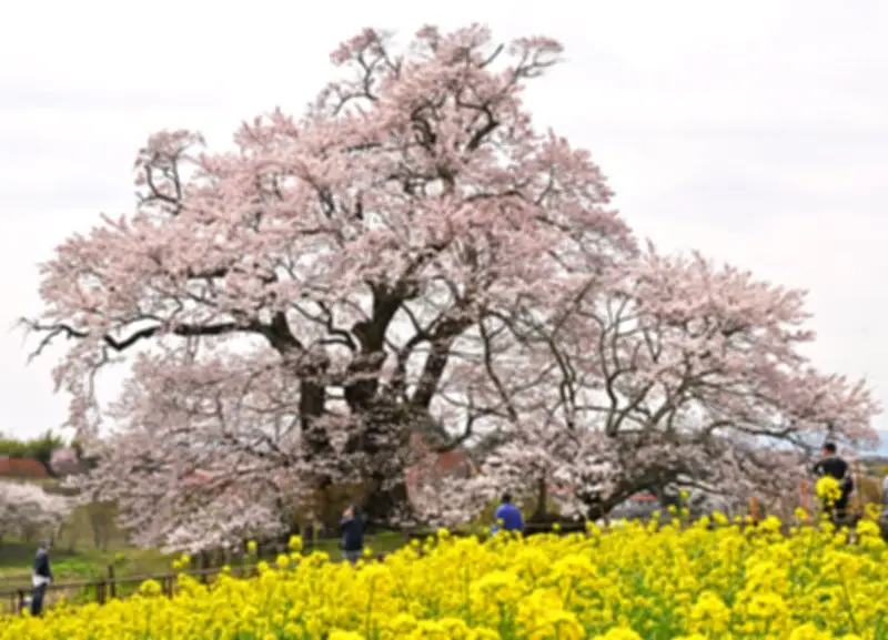 福島県で大規模な太陽光発電所が稼働開始、再生可能エネルギーの新たな拠点に