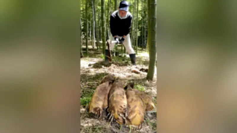 岐阜・中津川市で「瀬戸の筍」収穫始まる 飛騨・美濃伝統野菜の旬の味わい