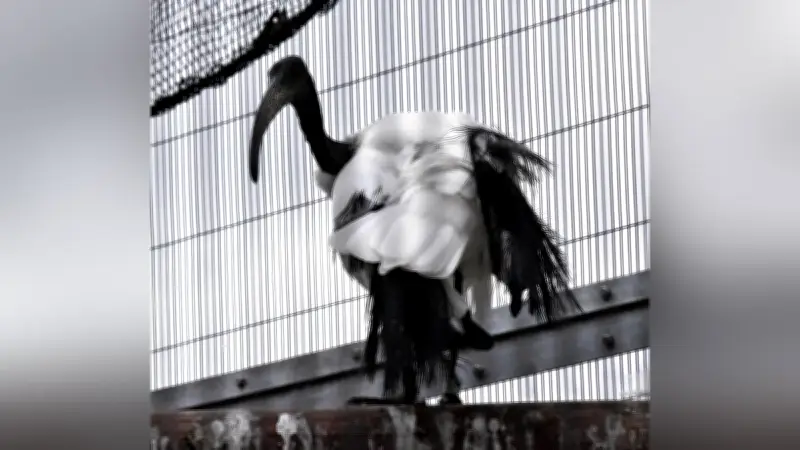 島根県出雲市でアフリカクロトキ公開、トキ放鳥へ機運醸成