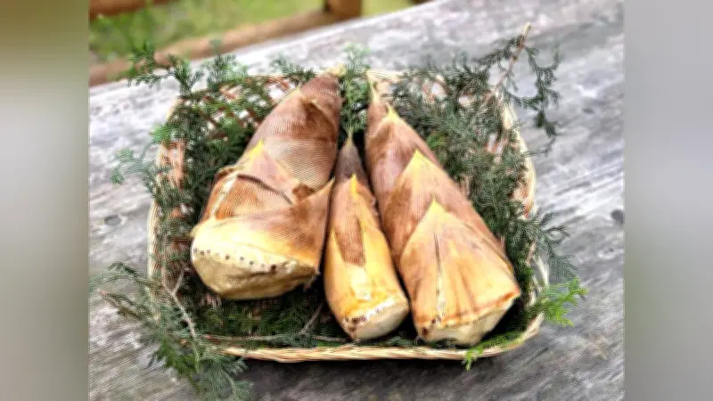 放置竹林が森林環境譲与税で再生、ふるさと納税の人気返礼品に