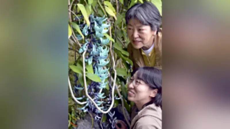 東伊豆町の熱川バナナワニ園でジェードバイン開花、翡翠色の花が藤のように垂れ下がる