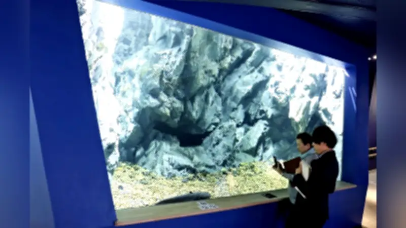 琵琶湖博物館、ビワコオオナマズの新水槽お披露目 安全性向上と伝統漁法再現