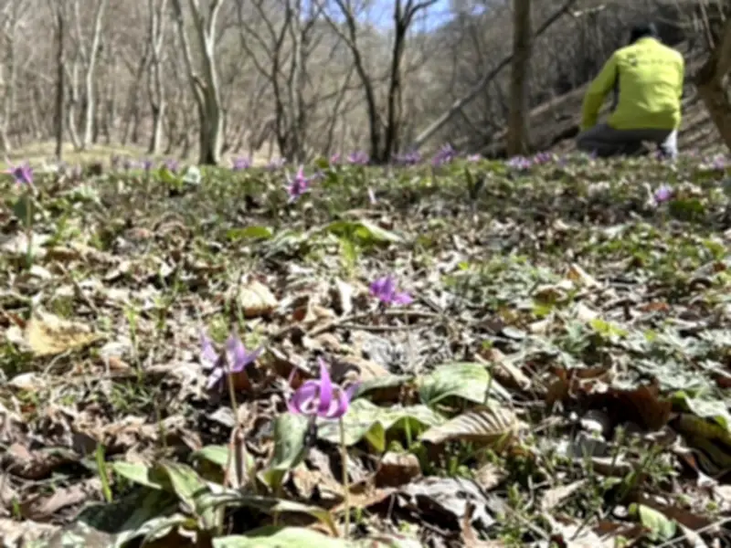 福島県の新たな観光戦略、地域活性化へ向けた取り組みを強化