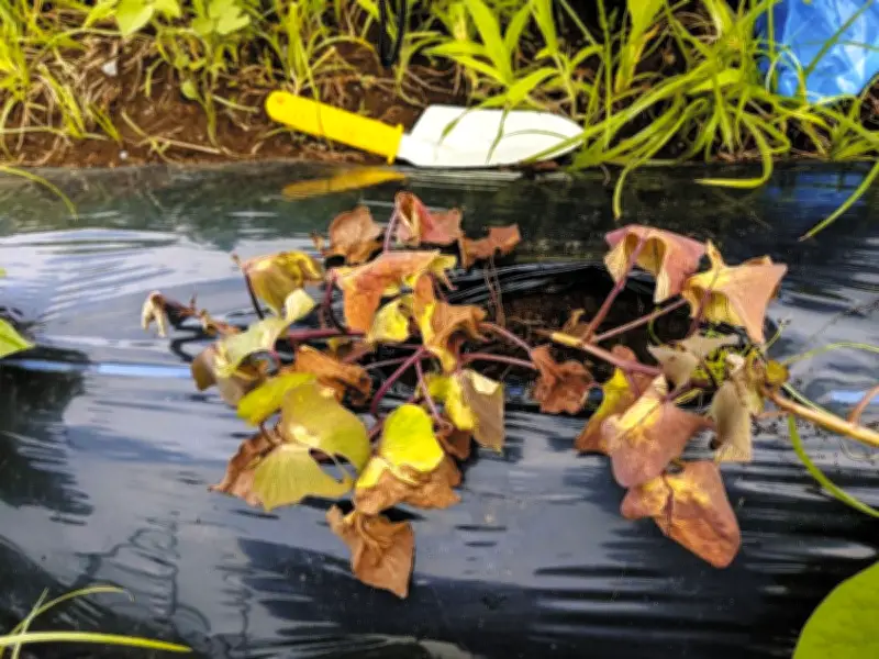 千葉県がサツマイモ基腐病の発生防止を呼びかけ 健全な苗の使用を徹底