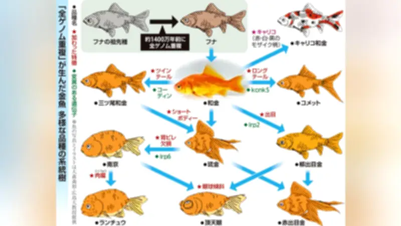 金魚の多様性の秘密、染色体倍増で解明 ゲノム研究が品種改良に新たな光