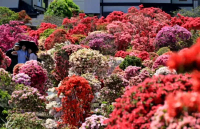 世田谷区の西沢つつじ園で鮮やかなツツジが満開、夏日の強い日差しが彩りを一層引き立てる