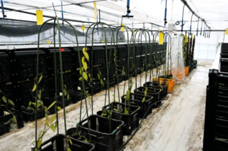 三重県で熱帯植物バニラの栽培が始動！IT企業と食品会社がスマート農業で挑戦