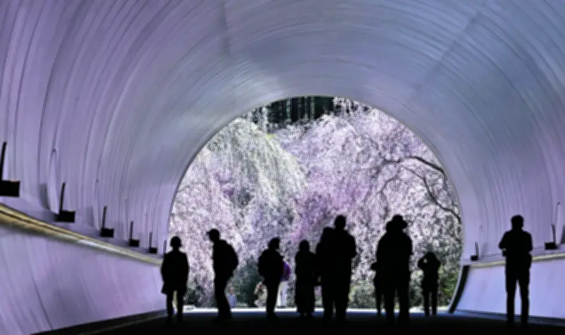 滋賀・MIHO MUSEUMで桜のトンネルが春の絶景に 壁一面が桜色に染まる幻想的な光景