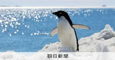 南極のオアシスで「地球最強」の微小動物が躍動する夏、1%の露岩域に命の神秘