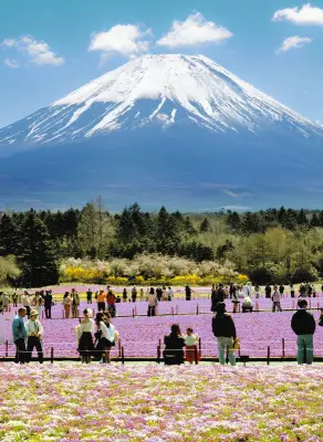 富士山麓でシバザクラと霊峰が競演 富士芝桜まつりが19年目を迎える