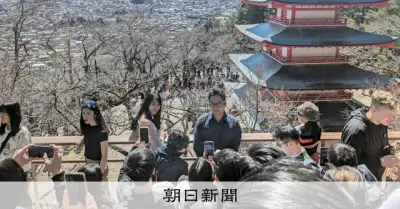 富士吉田市の桜まつり中止、観光客7%減も混雑続く オーバーツーリズム対策の効果と課題