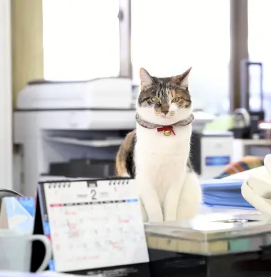 福島の運送会社が保護猫姉妹を飼育、社員の癒やしに 殺処分ゼロへ願い込め