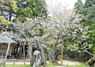 福島県、除染土壌の中間貯蔵施設への搬入完了を発表 最終処分場の議論本格化へ