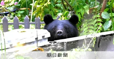 東北の市街地でクマ出没が急増、住民不安と警戒強化の動き