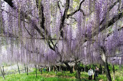 群馬・富岡「くろさわ藤園」でナイアガラの藤が見頃 圧巻の美しさ