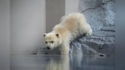 男鹿水族館でホッキョクグマの子グマ公開、プールから自力で脱出する姿に来場者感動