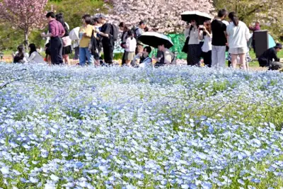 足立区の舎人公園でネモフィラが見頃、真夏日に多くの来園者が訪れる