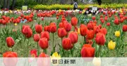 春風に揺れる100種類のチューリップが山形・鶴岡の公園で見ごろ