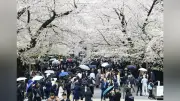 満開の桜に彩られて 東京科学大で新入生1500人が入学式