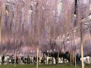 栃木県足利市で「奇蹟の大藤」が満開 樹齢160年、600畳敷きの藤棚が甘い香りで包む