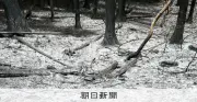 岩手・大槌の山林火災、火勢は制御下に 28日夕から雨予報で収束期待