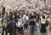 大阪造幣局「桜の通り抜け」開幕 331本の桜並木で春の風物詩を満喫