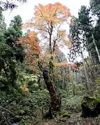 福島・喜多方のメグスリノキ巨木、県指定天然記念物に答申 樹齢350年で日本最大級