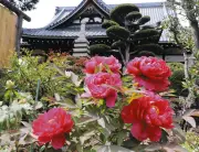 川崎・常照寺でボタンが見頃 40年前に分けてもらった株が咲き誇る