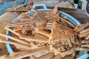 福井「越前がに」漁獲高5年連続過去最高、26億8500万円に インバウンド需要が牽引