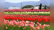福岡県直方市でチューリップが満開、56品種17万本が遠賀川河川敷公園を彩る
