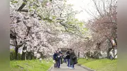 広島造幣局で桜の特別公開「花のまわりみち」始まる、65品種207本が咲き誇る
