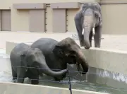 天王寺動物園で8年ぶりゾウ公開 マレーシアから3頭のアジアゾウが新エリアでお披露目