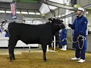 福島県家畜市場で和牛初競り開催 子牛平均価格84万円超え、15カ月連続で前年上回る