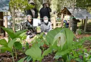 絶滅危惧種クマガイソウがいわき市の群生地で開花、地元住民が保護活動を継続