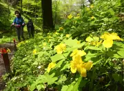 福島県川俣町の伝統工芸「川俣シルク」がユネスコ無形文化遺産に登録決定