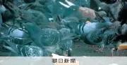 ハトやカラスに餌やり、動物愛護法違反容疑で書類送検 大阪市が初の刑事告発