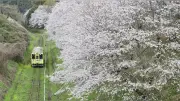 平成筑豊鉄道の赤駅に惜別の桜が咲き誇る…路線バス転換で最後の春
