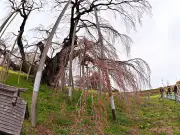 福島県の新たな観光戦略、伝統文化と自然を融合した体験型ツアーを展開