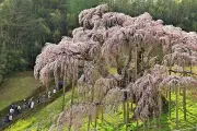 樹齢千年の奇跡「三春滝桜」、国立遺伝研と連携しゲノム解析で起源解明へ