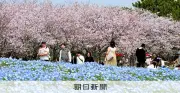 福岡・海の中道海浜公園で桜とネモフィラが競演 ピンクとブルーの絶景が広がる