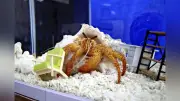 和歌山・すさみ水族館で「引っ越し名人ヤドカリ展」開催、春の新生活に活力を