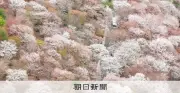 奈良・吉野山で「一目千本」の桜が満開 空から見下ろす絶景が広がる