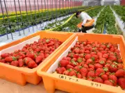 温泉熱で育つ福島発「ゆうやけベリー」栽培開始、旅館で朝摘み販売