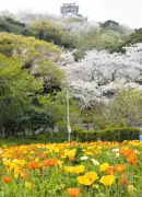 千葉・館山の城山公園でアイスランドポピーが見頃 桜との春の競演が美しい