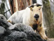 富士サファリパークに金色の珍獣「ゴールデンターキン」が初来園、静岡県内初飼育で繁殖目指す