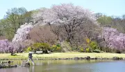 四季の里・緑水苑が再オープン、多様な桜と春の花園が来場者を魅了